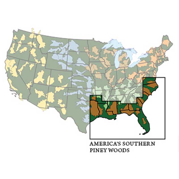 America's Southern Piney Woods